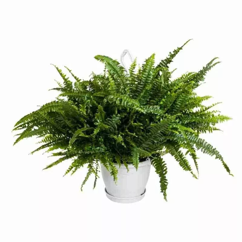 Нефролепис Грин Леди подвесной d17 h50