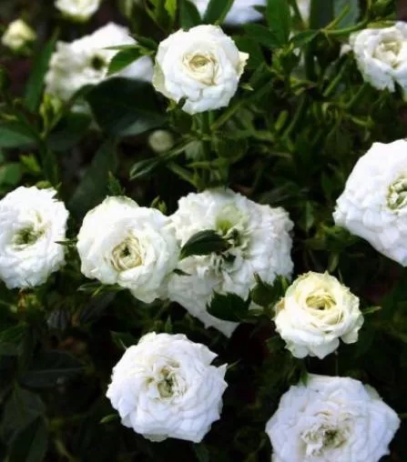 Роза миниатюрная Уайт Гем в коробке AV 