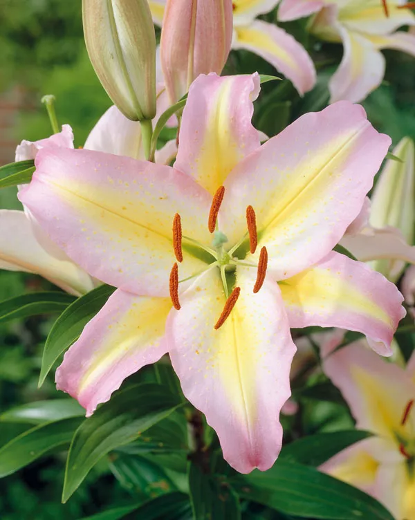 Луковица НВМ Лилия Стар Класс 10/12 3 шт/уп 