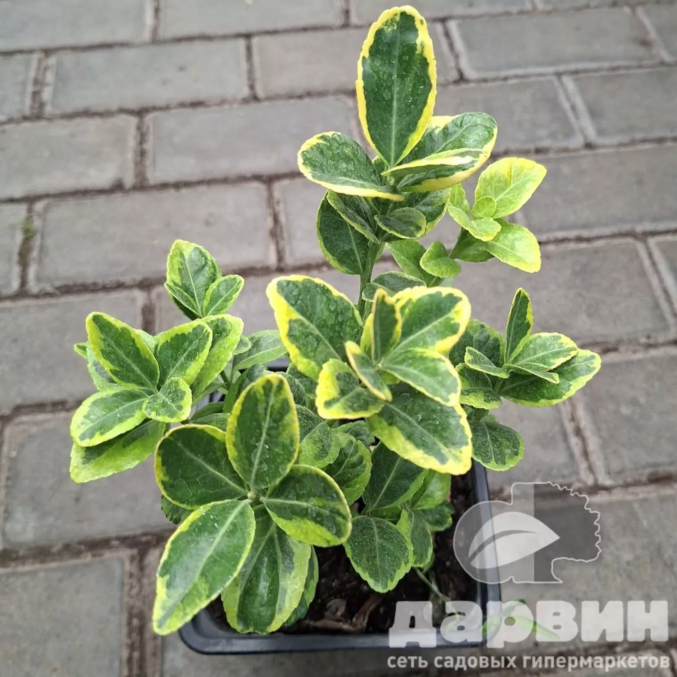 Бересклет японский Оватус Ауреус v2 Lav 