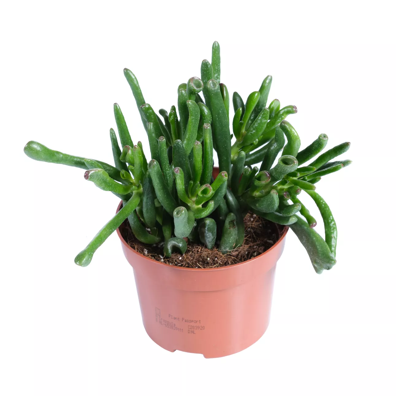 Крассула овата Хоббит d9 h24 