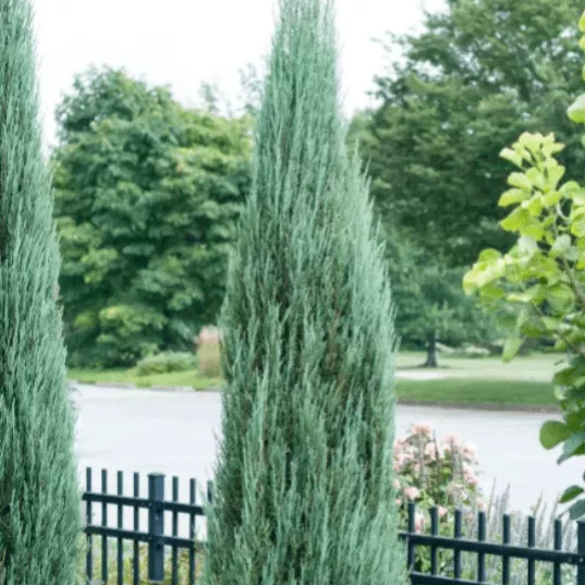 Можжевельник скальный Блю Арроу C15 180-200 Bor 