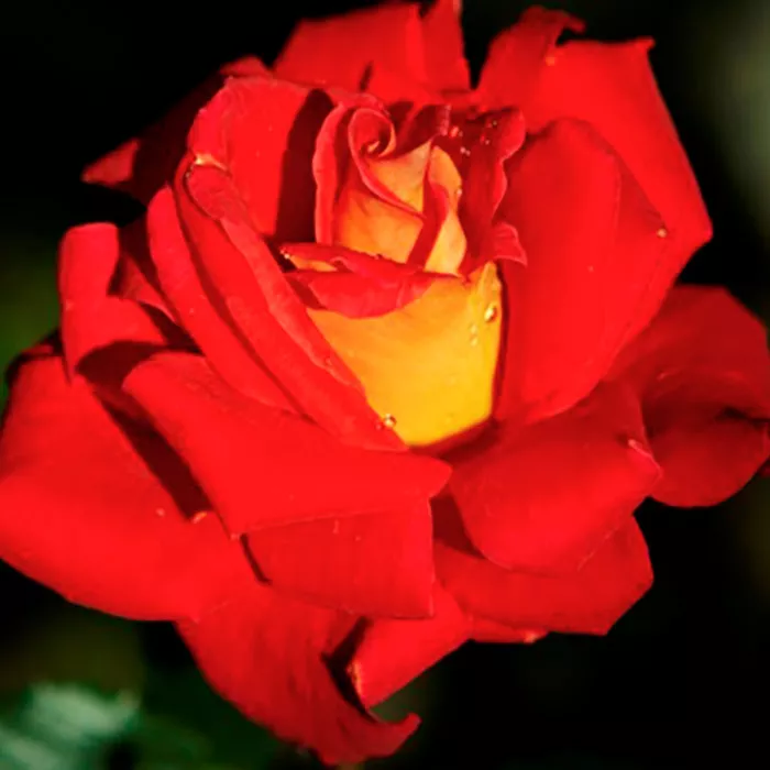 Роза чайно-гибридная Люстиге с5, Tim 