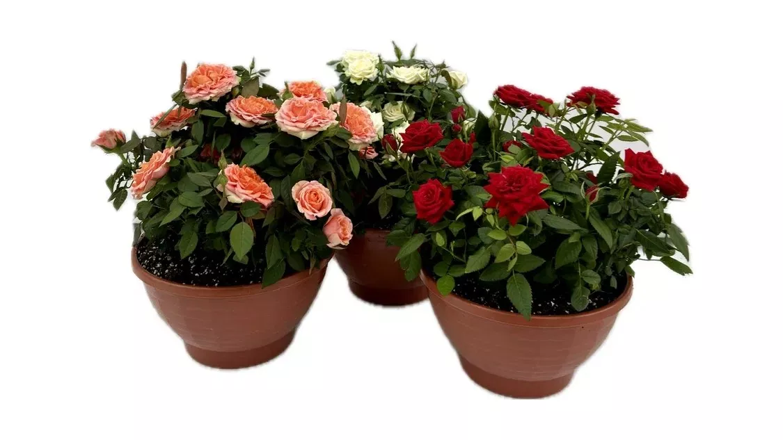 Роза в кашпо d22 яр 