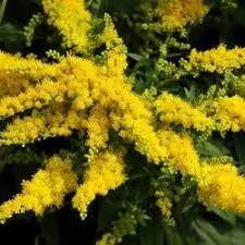 Золотарник гибридный  “Голдкинд"  Р9 