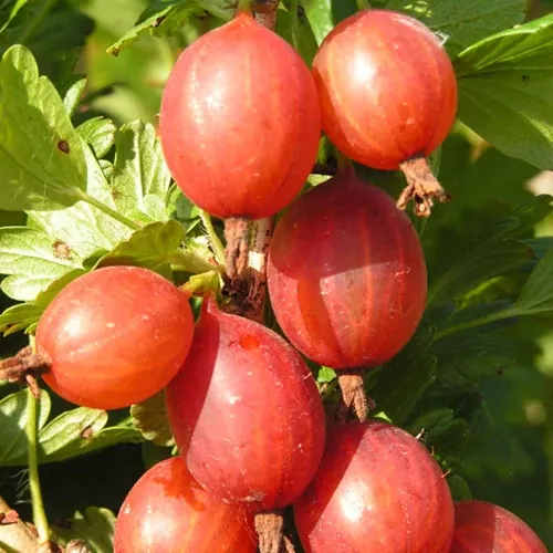 Крыжовник Машека С5 30-50 ЦО 