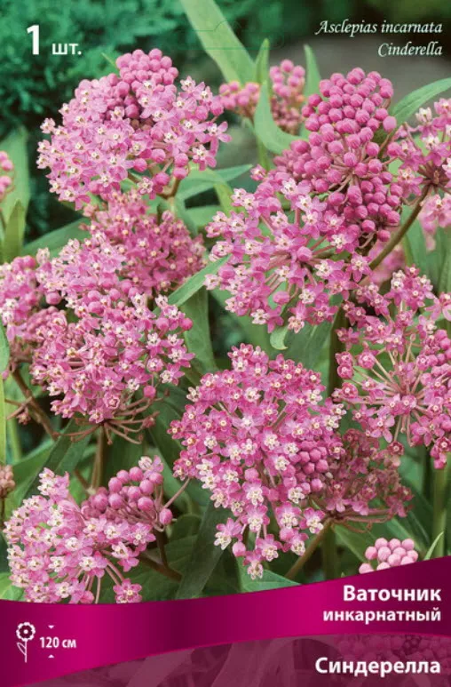 Корневище Ваточник инкарнатный Синдерелла 1шт. Поиск 