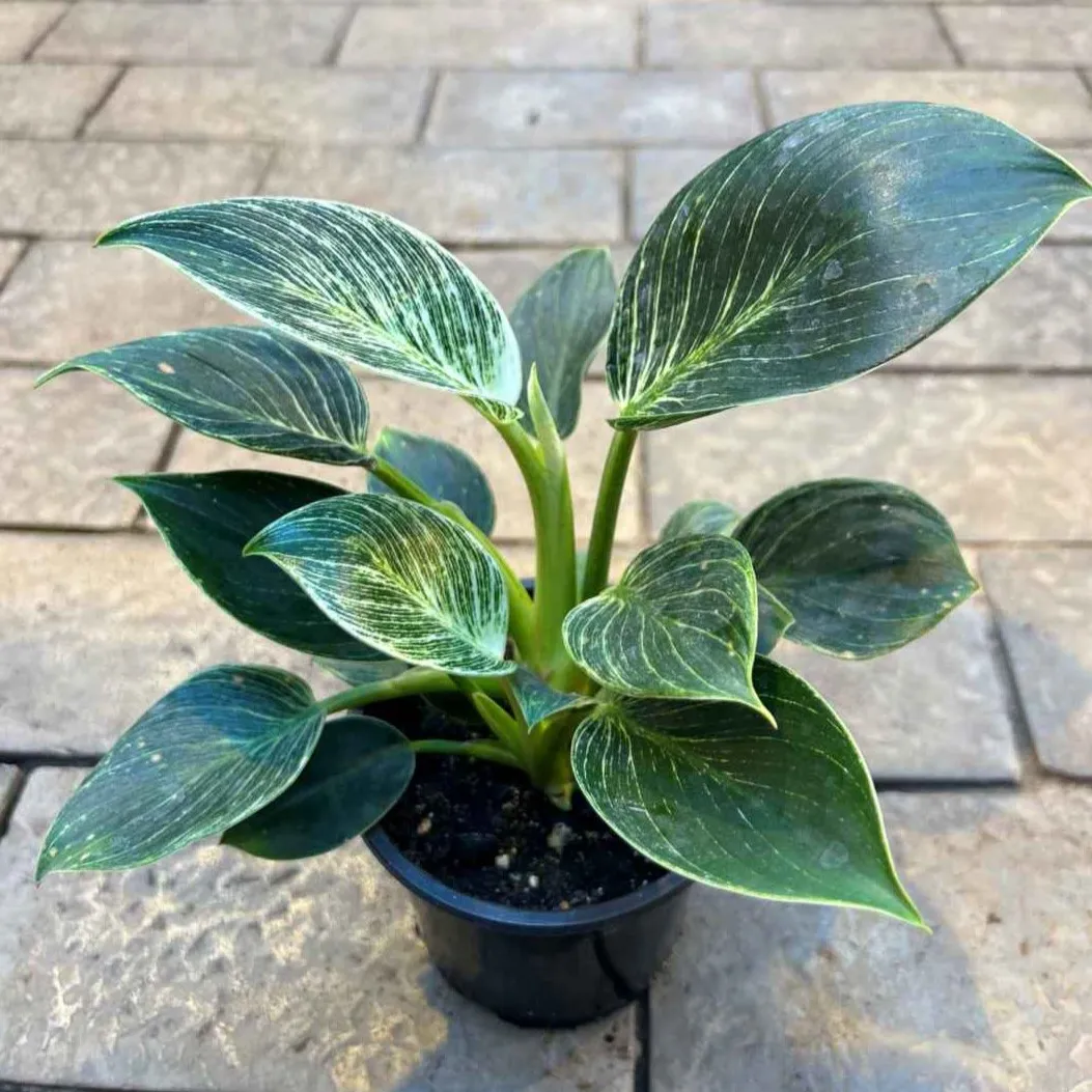 Филодендрон Биркин d11 Tim 