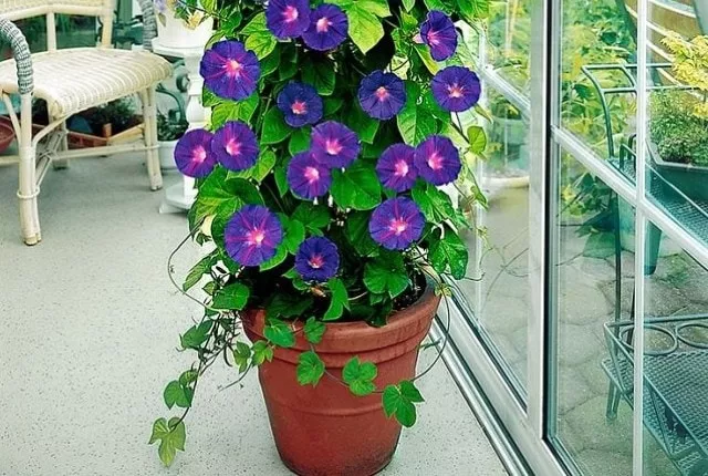 Ипомея кашпо d23 ХР 