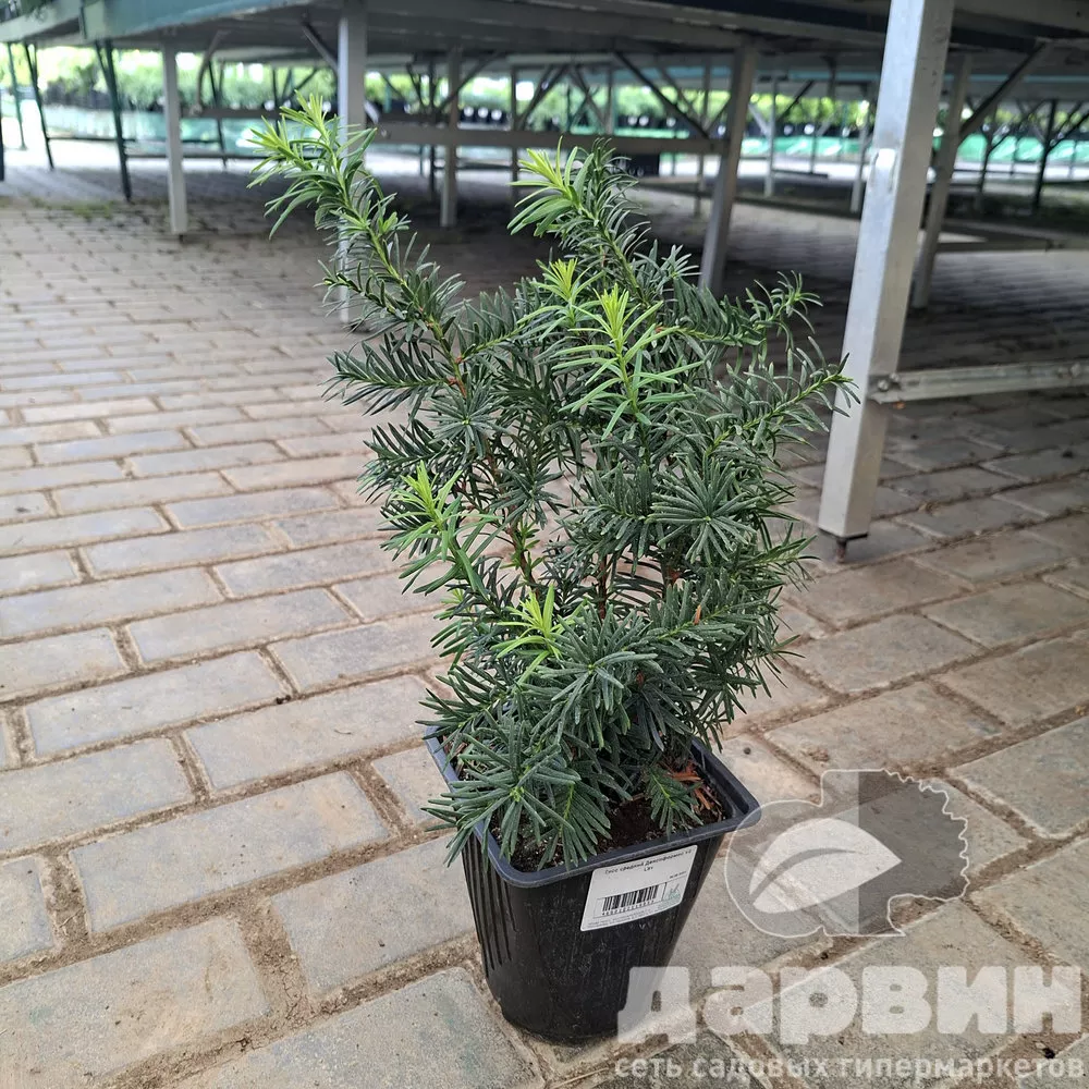 Тисс средний Денсиформис v2 Lav 