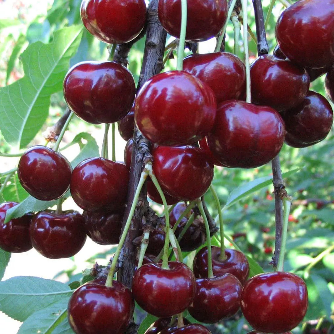 Дюк Кормилица средн v7,5 100-140 ЦО 