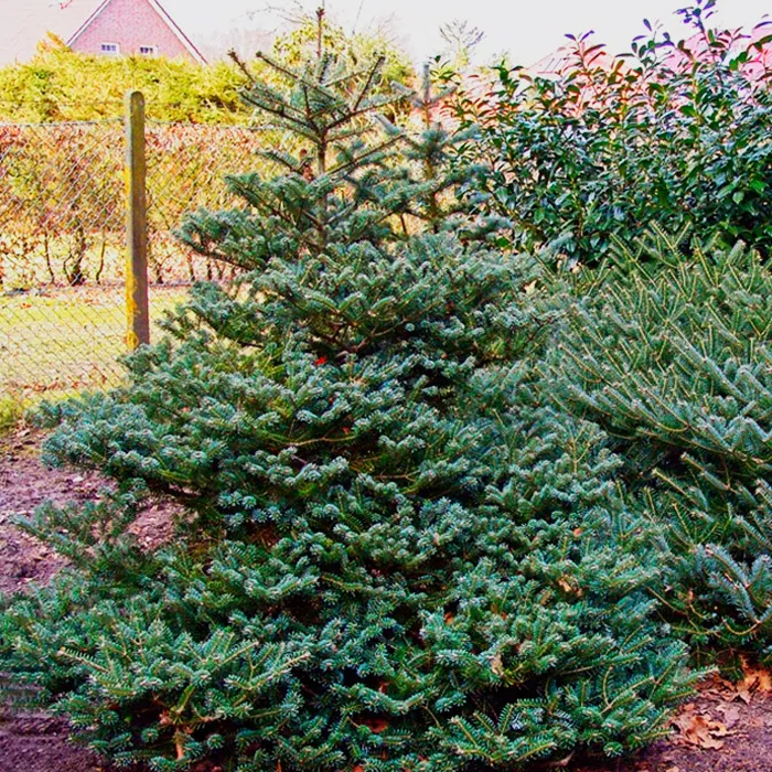 Растение пихта корейская Блю Имперор 25-30 cm cont. 2,0L Mt 