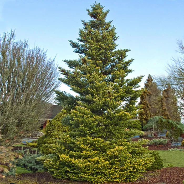 Растение пихта корейская Ауреа 20-30см 