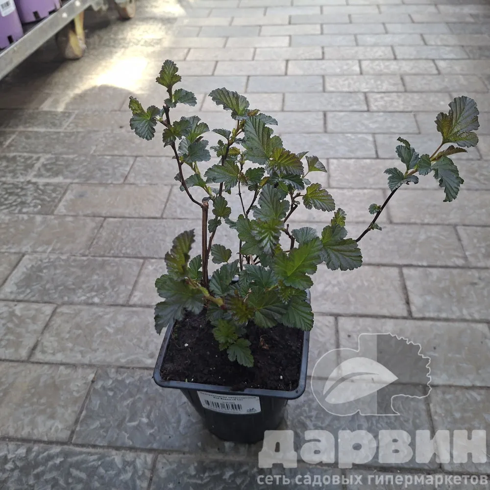 Пузыреплодник калинолистный Ред Барон v2 Lav 