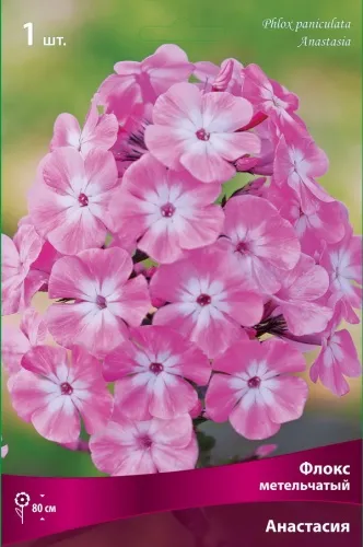 Кореневище Флокс метельчатый Анастасия 1шт Поиск 