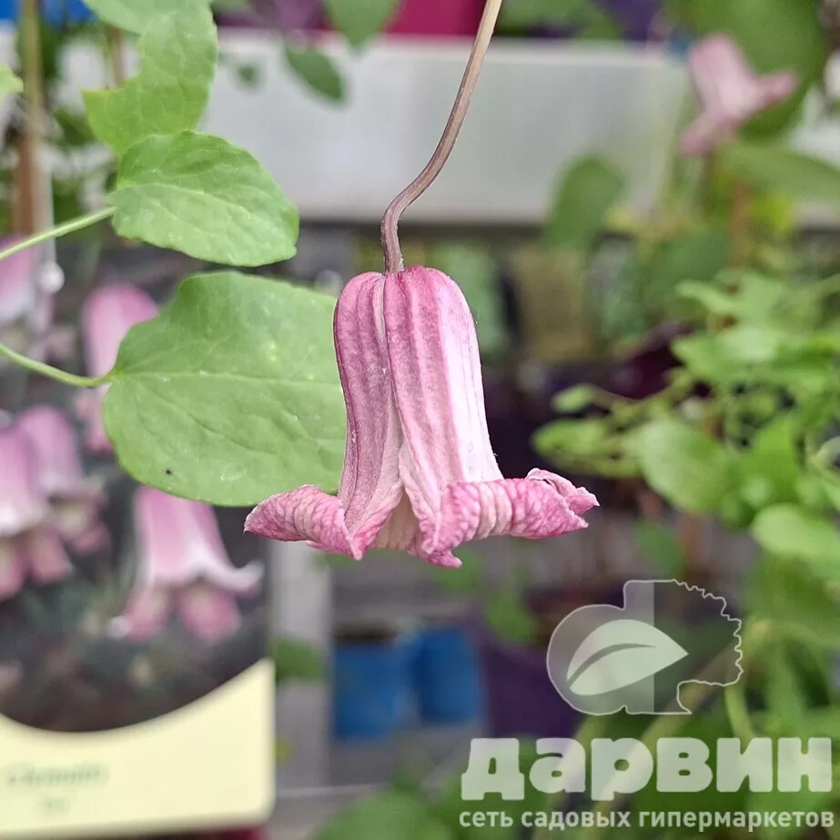 Клематис Фэй v2 CL 