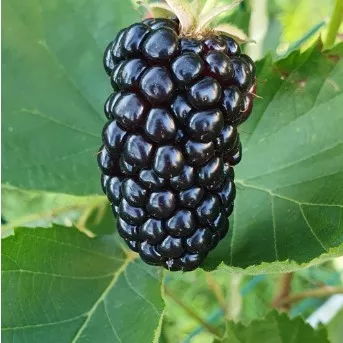 Ежевика бесшипная Прайм Арк 45 v2 Tim 