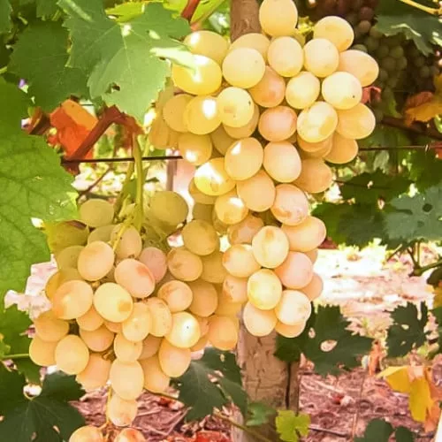 Виноград плодовый  Розовая дымка белый v5 Tim 