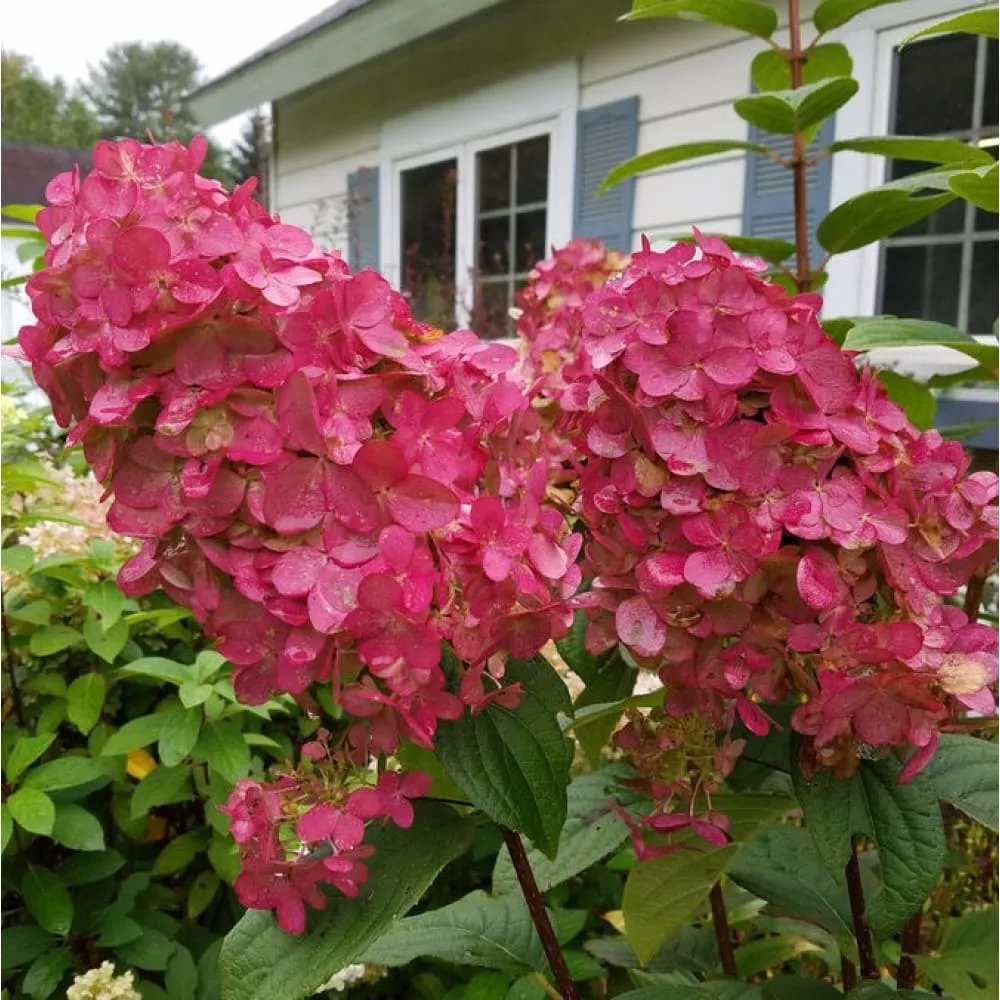 Гортензия метельчатая Меджикал Файер v3 Lav 