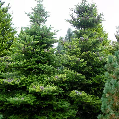 Пихта корейская Tim-Hoga 2017 