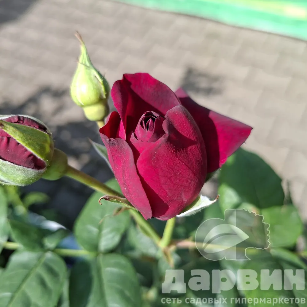 Роза кустовая Пепл Лодж v5 Lav 