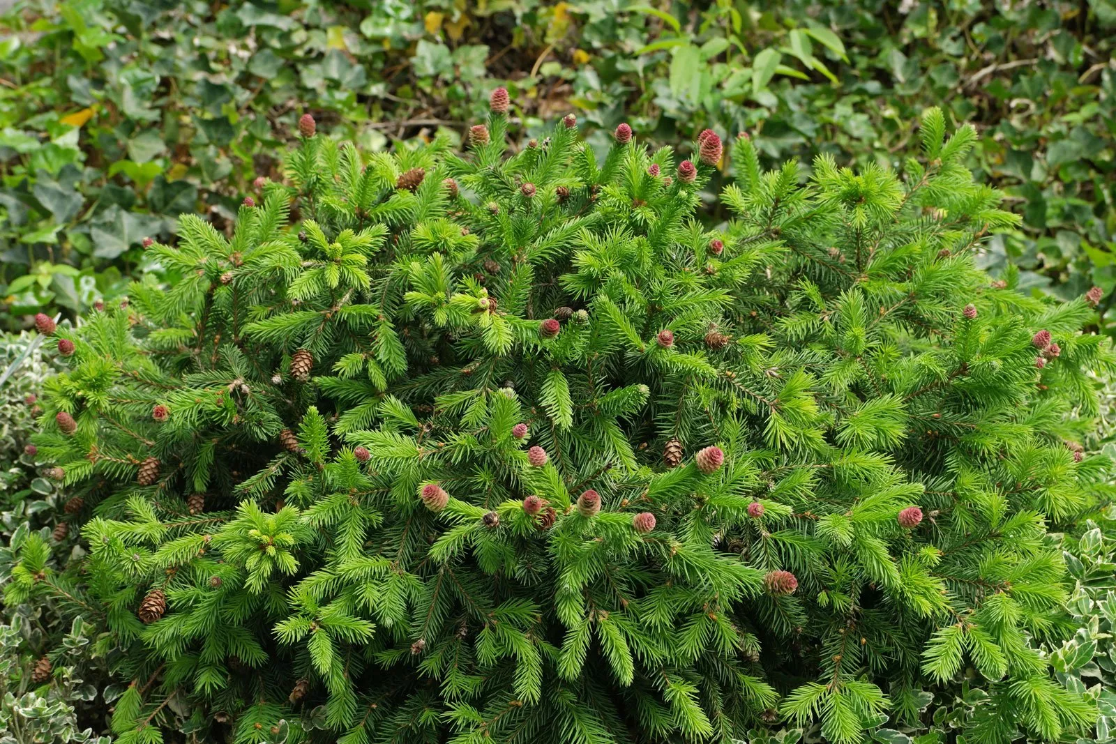 Ель обыкновенная Мотала v7,5 штамб 60 см 