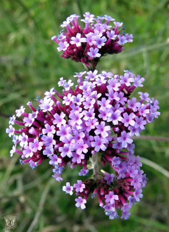 Корневище Вербена бонарская 1шт. Поиск 