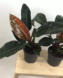Филодендрон краснеющий d12 Tim 