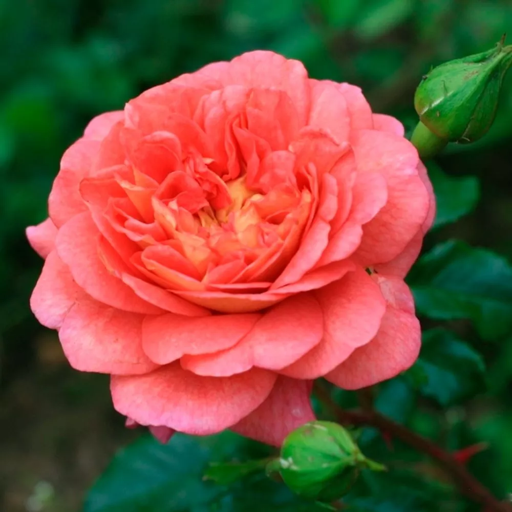 Роза чайно-гибридная Кристофер Марлоу v5 Lav 