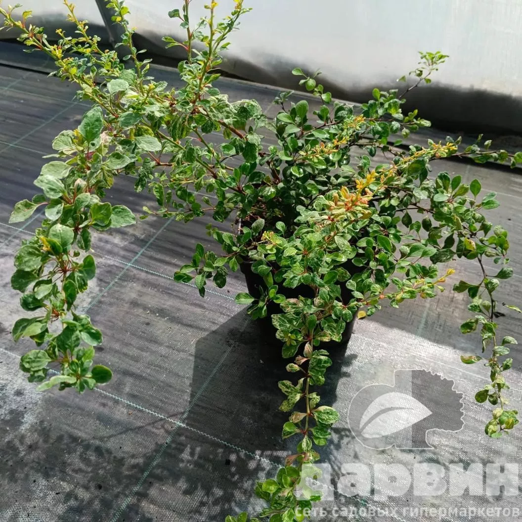 Барбарис тунберга Наташа v5 Lav 