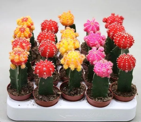 Гимнокалициум микс d8 h20 