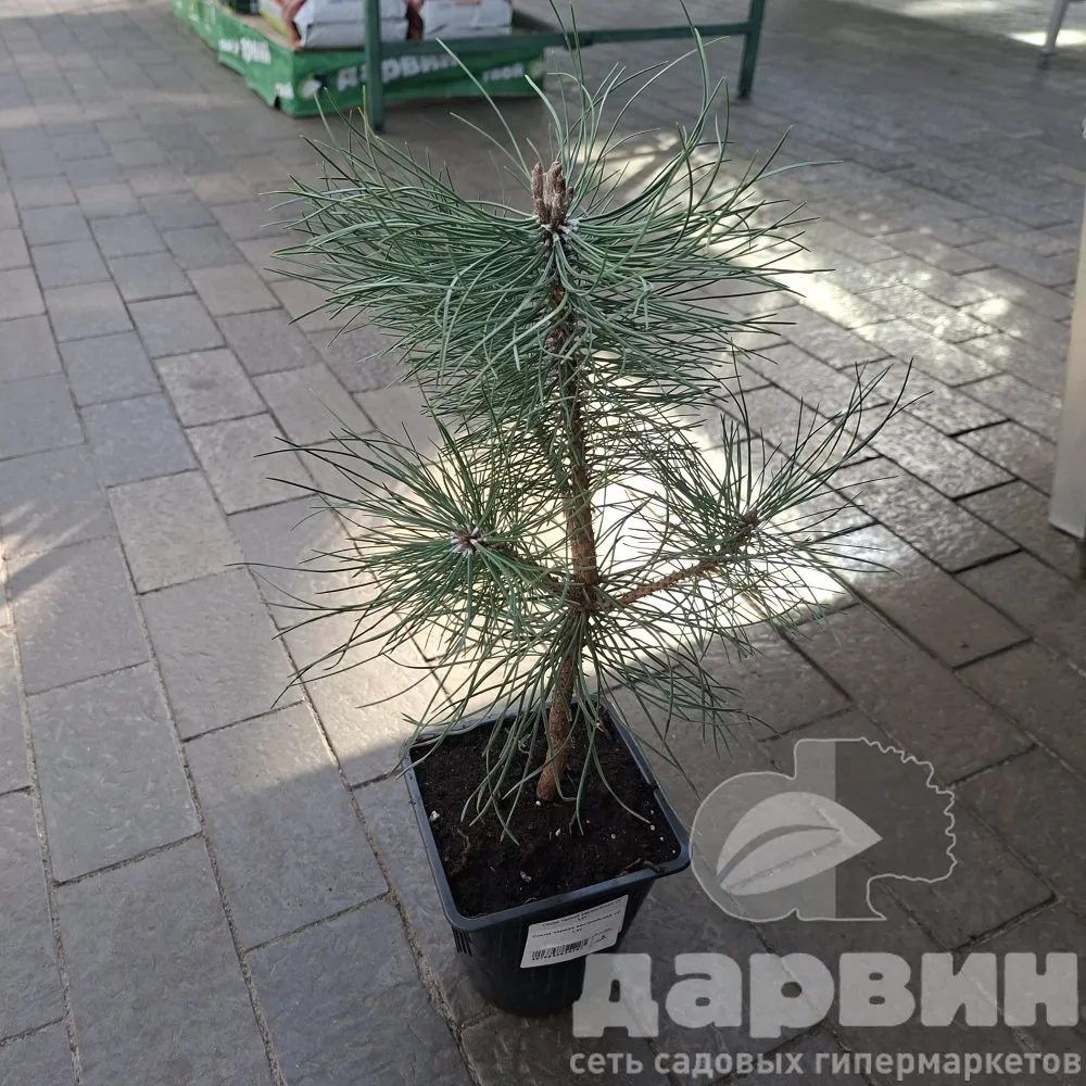 Сосна черная австрийская v2 Lav 