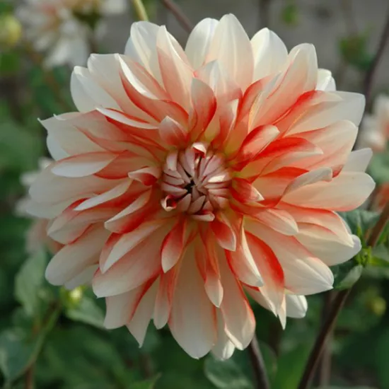 Клубень Георгина Пенни Лейн, 1шт/уп 