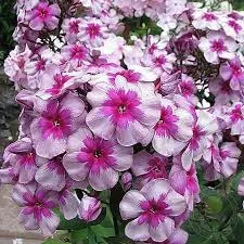 Флокс метельчатый Старый маяк (С2) ЦО 