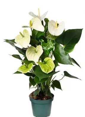 Антуриум Андре Самора d 14 h 55 