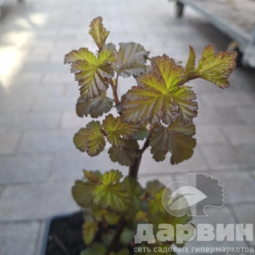 Пузыреплодник калинолистный Шух v2 Lav 