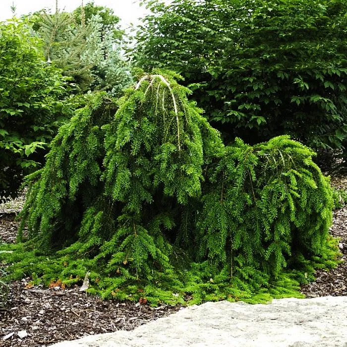 Растение ель обыкновенная Форманек 40-60см Lt2 