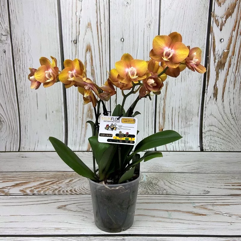 Фаленопсис Лас Вегас 3 ст d12 h40 