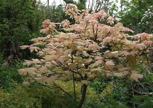 Клен ложноплатановый  10\12 