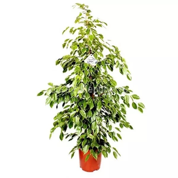 Фикус Бенджамина Голден Кинг d17 h75 