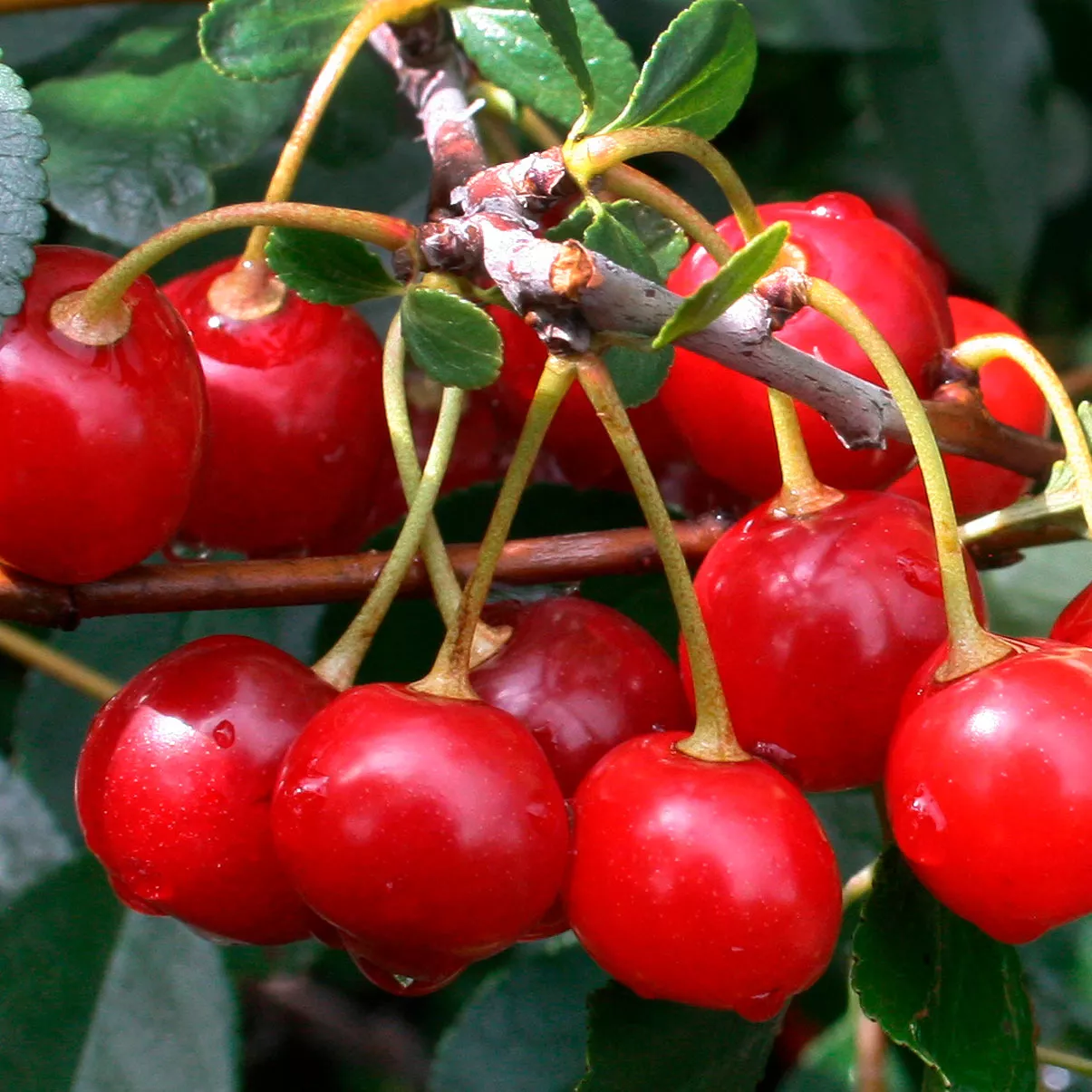 Вишня Гном 3-х летка Tim 