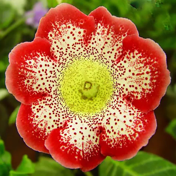 Клубень НВМ Глоксиния Тигрина Ред 5/6 1шт 