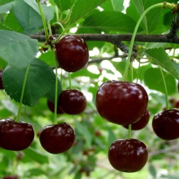 Вишня войлочная 3-х летка Tim 