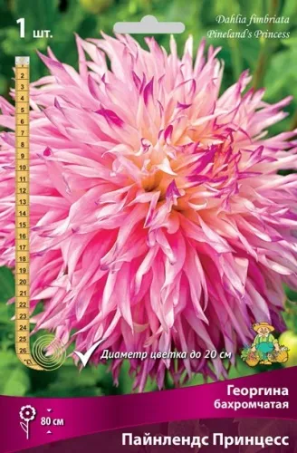 Клубень Георгина бахромчатая Пайнлендс Принцесс  I 1шт Поиск 