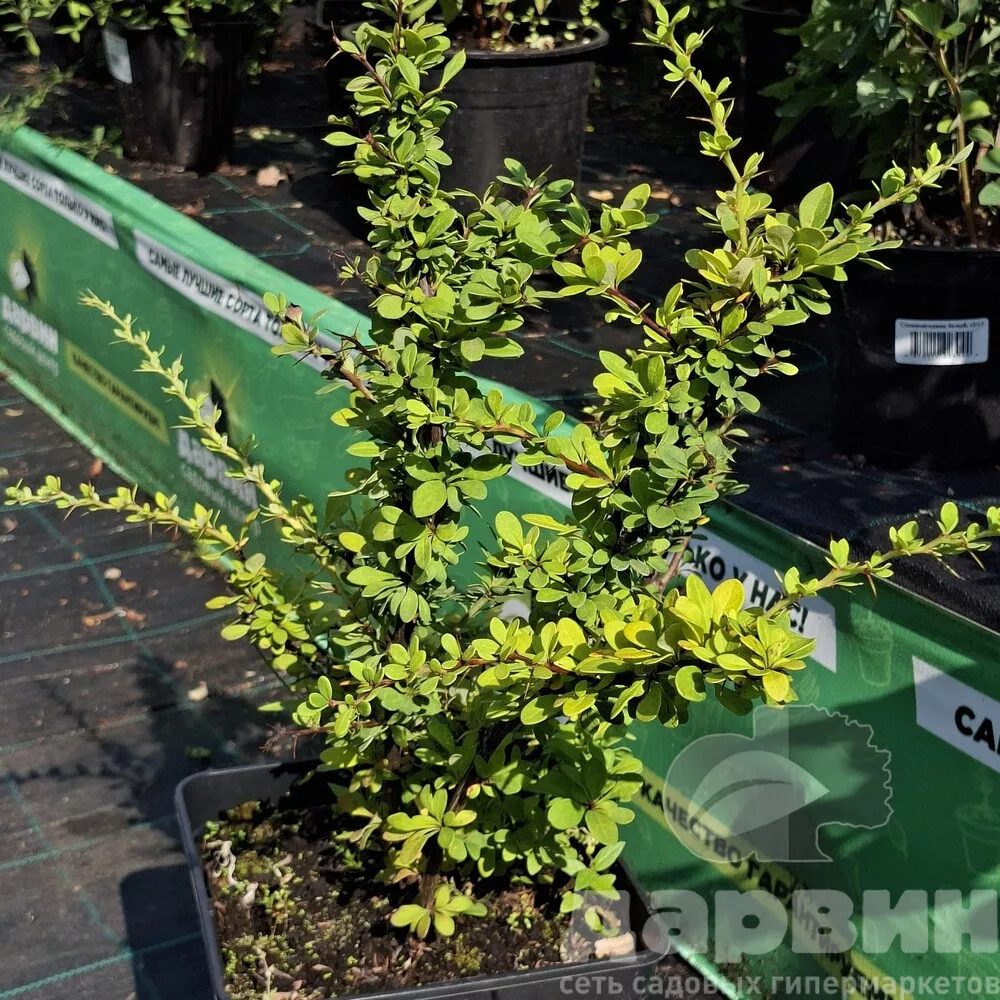 Барбарис тунберга Грин Орнамент v2 Lav 