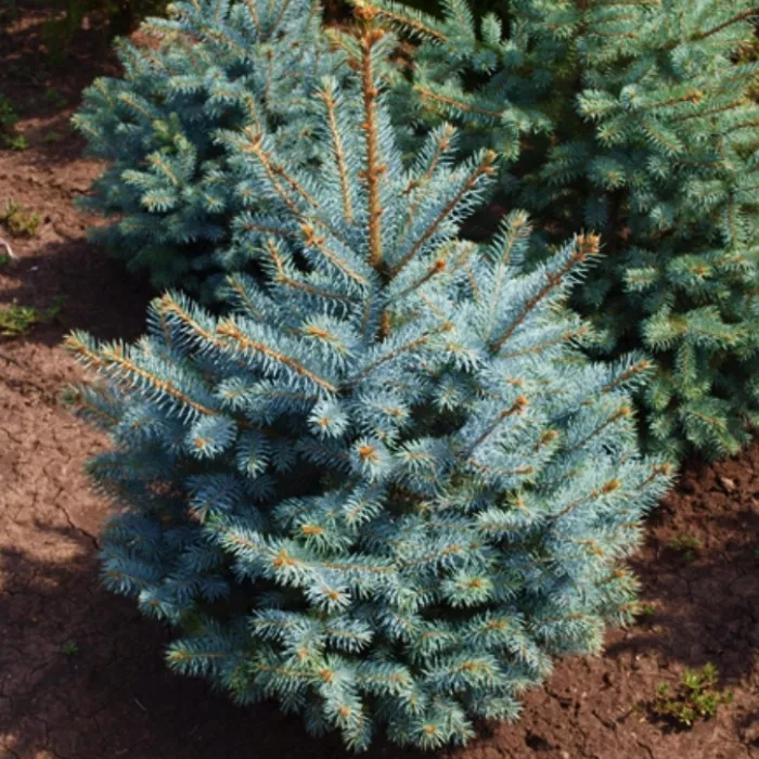 Ель колючая Jozsa 30/40, C8 Ks 