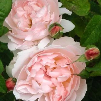 Роза в ассортименте Pa 90 P24 