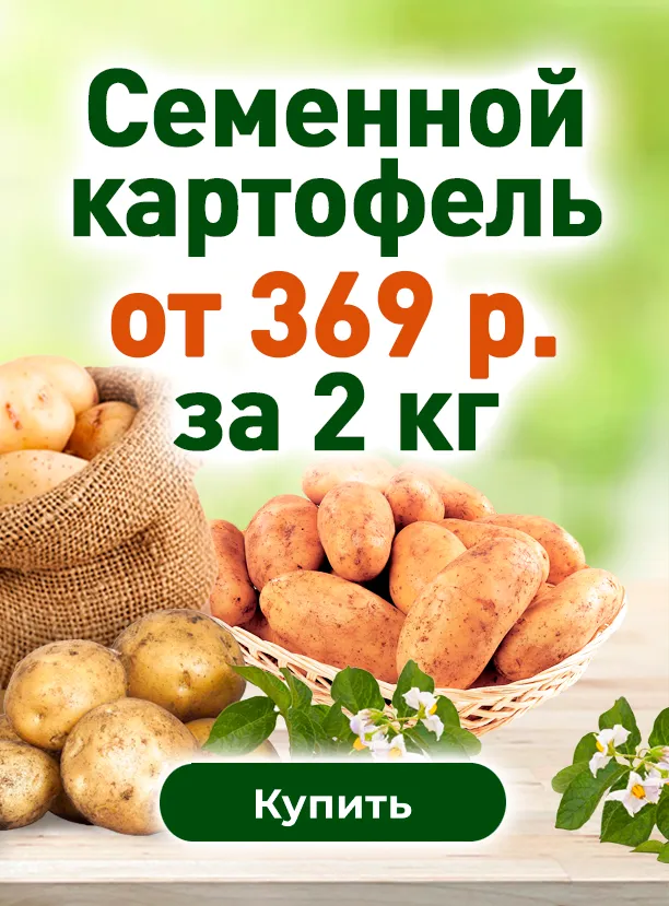 Семенной картофель