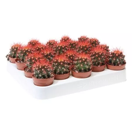 Эхинокактус Рейнбоу Микс d12 h15 