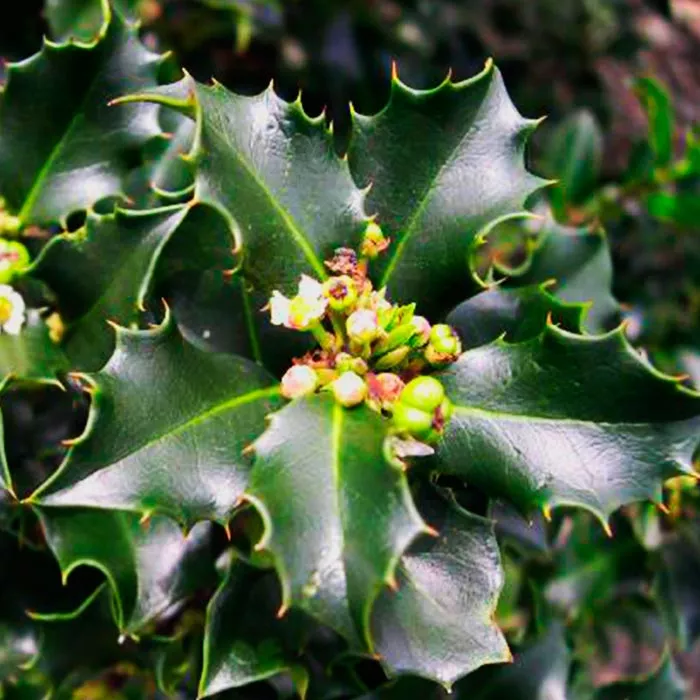 Падуб мезерва Блю принц с3/40-60 